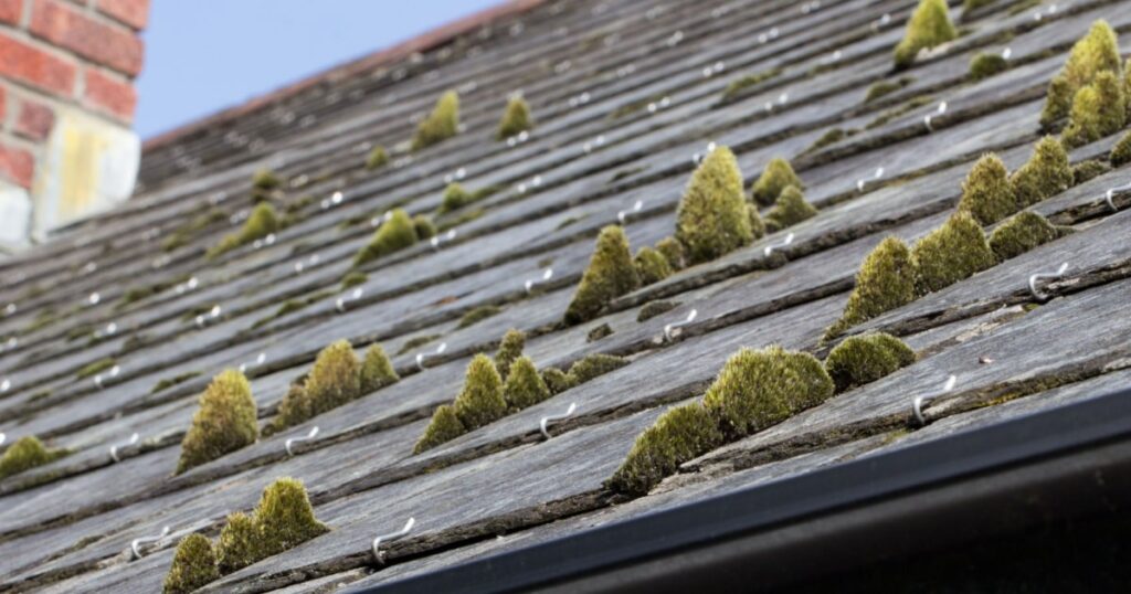 Des mottes de mousse verte poussent sur une toiture plate en ardoise. 