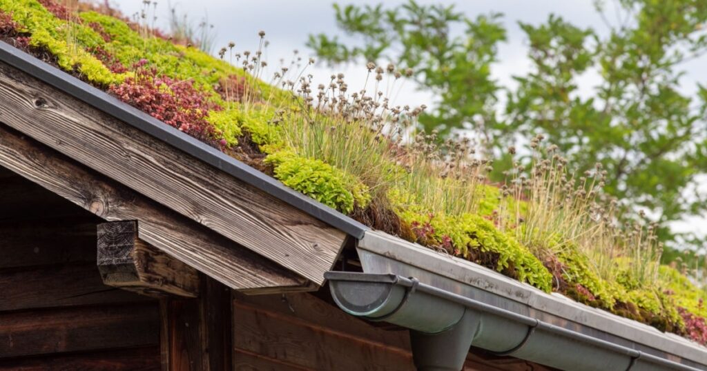 Zoom sur une toiture végétalisée extensive.